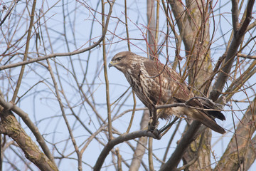 Common Buzzard