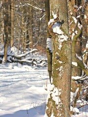 Kleiber (Sitta europaea) an Eichenstamm im Winterwald