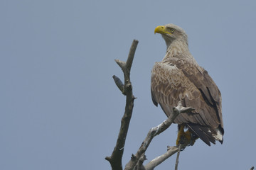 White Tailed Eagle on a tree