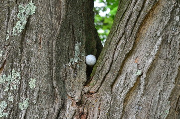 A golf ball stuck in a tree