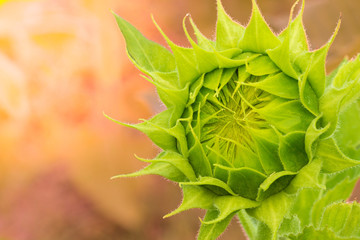 a young sunflower on a flower garden.