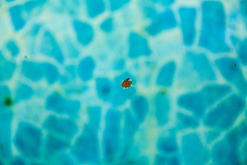 Фотография листочка в бассейне. 