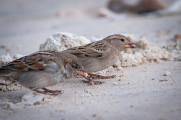 Isolated House Sparrow- Israel
