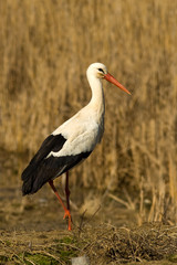 White Stork (Ciconia ciconia)