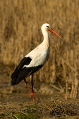 White Stork (Ciconia ciconia)