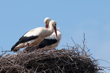 White Stork (Ciconia ciconia)