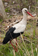 White Stork (Ciconia ciconia)
