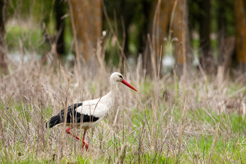 White Stork (Ciconia ciconia)