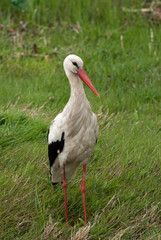 White Stork (Ciconia ciconia)