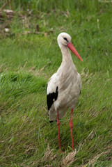 White Stork (Ciconia ciconia)