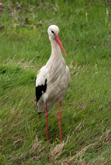 White Stork (Ciconia ciconia)