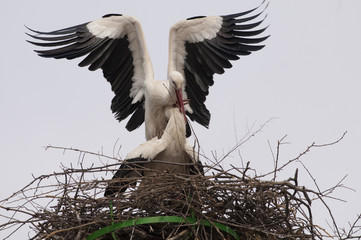 White Stork (Ciconia ciconia)
