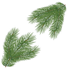Spruce branch. Vector illustration