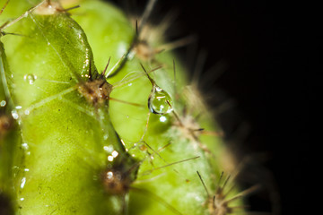 Cactus Background. Cactus. Macro cactus thorns. Cactus thorns