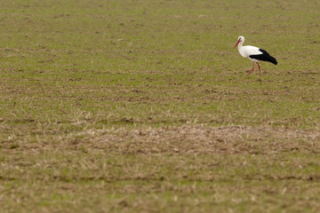 White Stork (Ciconia ciconia)