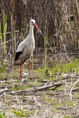 White Stork Eating a snake