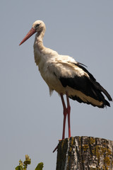 White Stork (Ciconia ciconia)