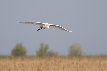 Great White Egret