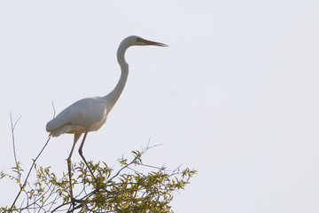 Great White Egret