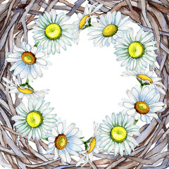 Wildflower chamomile flower frame in a watercolor style. Full name of the plant: chamomile. Aquarelle wild flower for background, texture, wrapper pattern, frame or border.