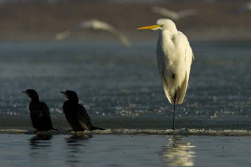 Great White Egret (Ardea alba)