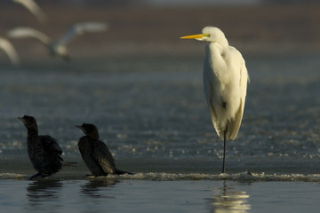 Great White Egret (Ardea alba)