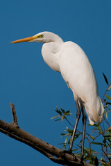 Great White Egret (Ardea alba)