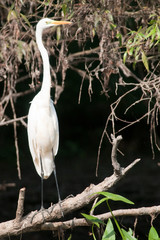 Great White Egret (Ardea alba)