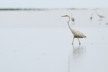 Great Egret