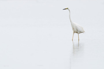 Great White Egret