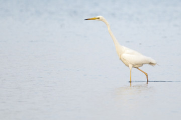 Great White Egret in Shallow water