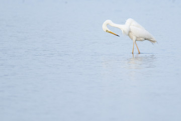 Great White Egret (Ardea alba)