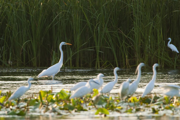 Great White Egret (Ardea alba)