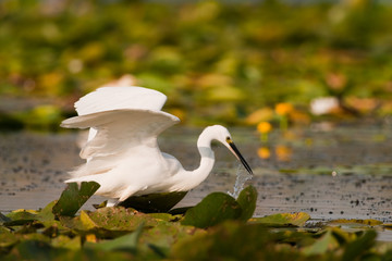 Little Egret (Egretta garzetta)