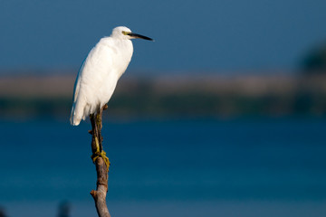 Little Egret (Egretta garzetta)