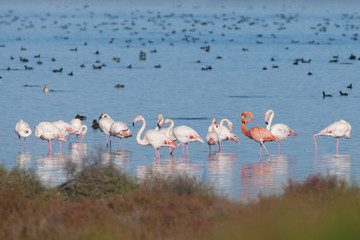 Flamingos Flock