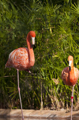 Two Flamingos