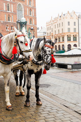 Obraz na płótnie Canvas horses in front of St. Mary's Basilica, Krakow