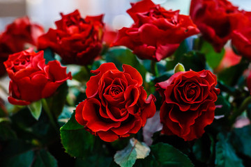 close up on red roses