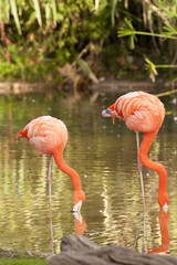 Two Chilean Flamingos Feeding