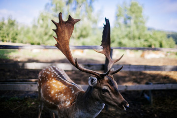 beautiful stag