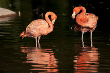 Pink Flamingo Standing