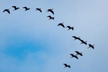 Obraz premium Glossy Ibis (Plegadis falcinellus)