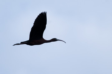 Glossy Ibis in flight