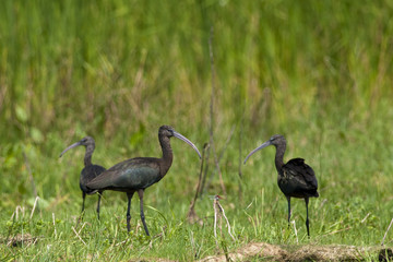 Glossy Ibis (Plegadis falcinellus)