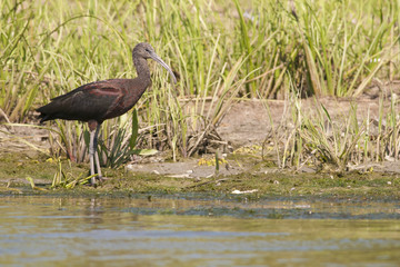 Glossy Ibis