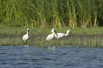 Eurasian Spoonbill (Platalea leucorodia)