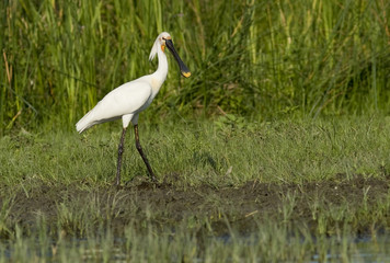 Obraz premium Eurasian Spoonbill (Platalea leucorodia)
