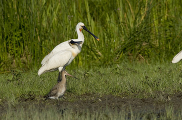 Eurasian Spoonbill (Platalea leucorodia)