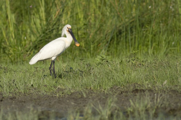 Obraz premium Eurasian Spoonbill (Platalea leucorodia)